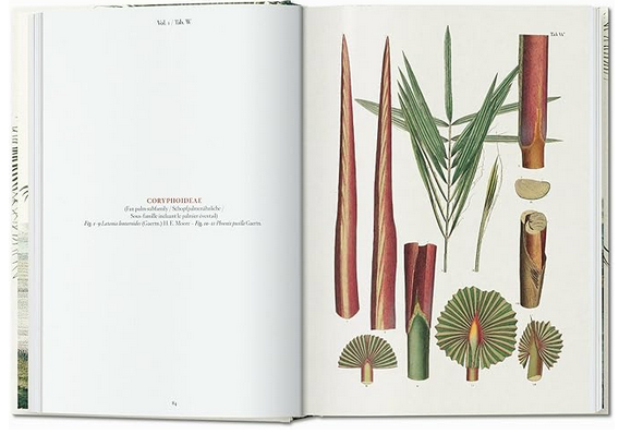 Martius Book of Palms by Taschen