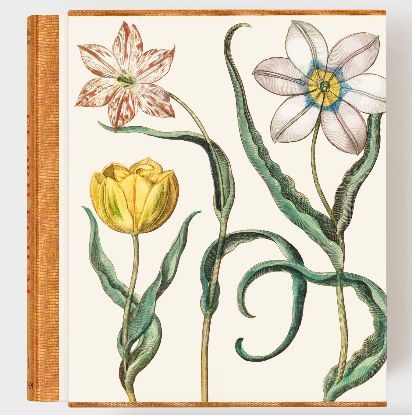 Basilius Besler. The Garden at Eichstätt